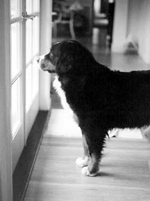 old dog looking out window