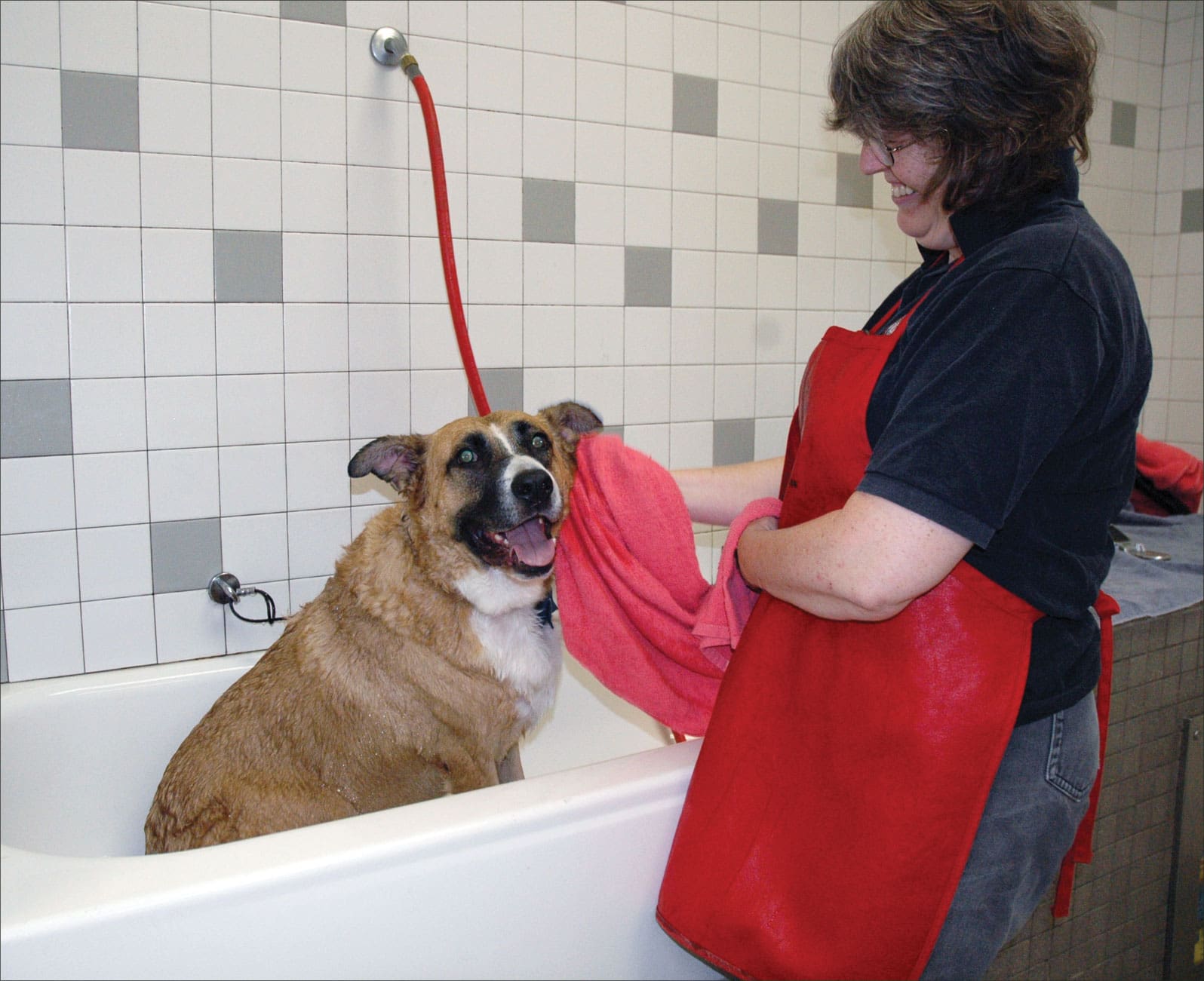 dog at the groomer