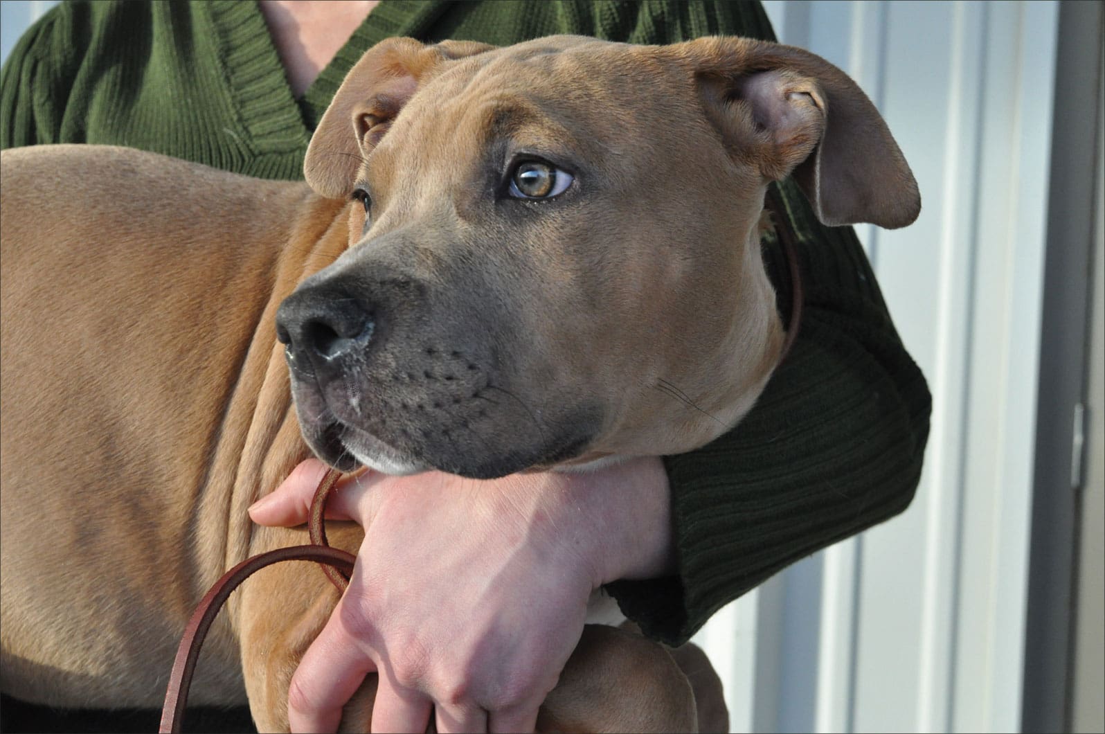 shelter puppy with kennel cough