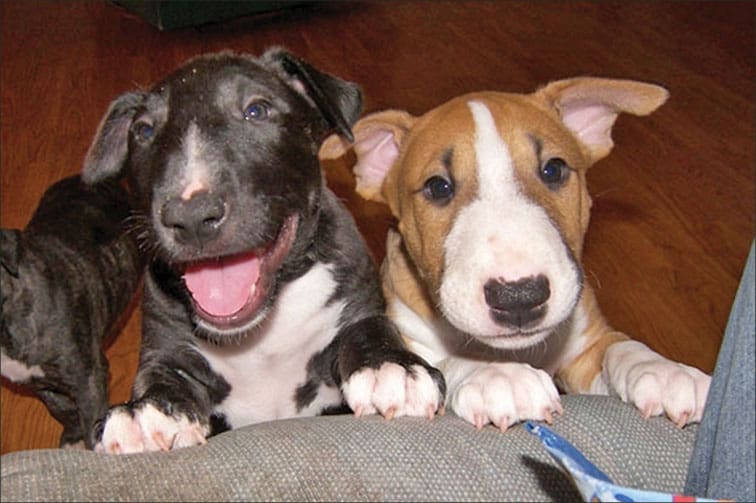 bull terrier puppies