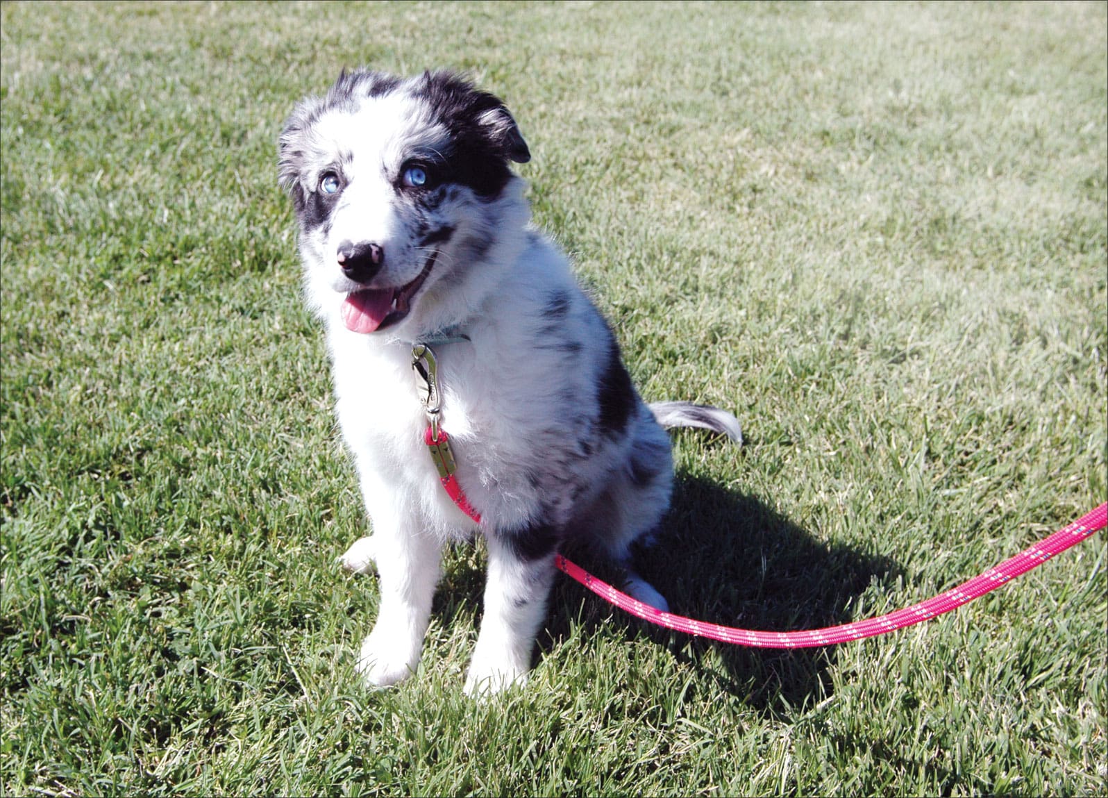 puppy sitting nicely