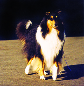 mdr1 collie