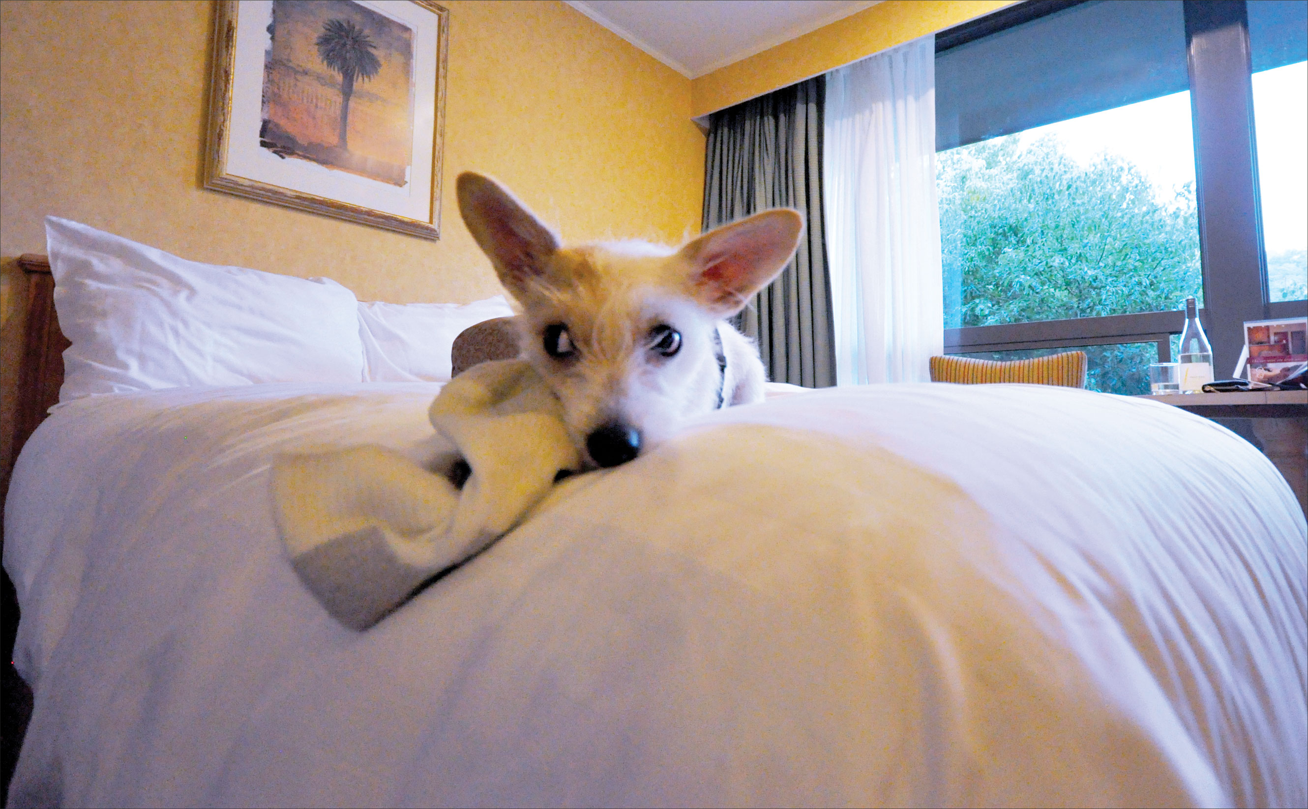 dog with sock on bed