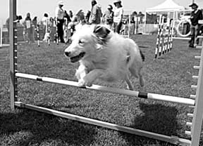 deaf agility dog