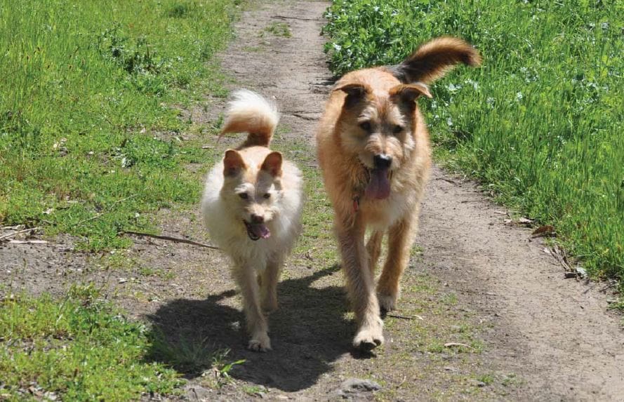 happy dogs