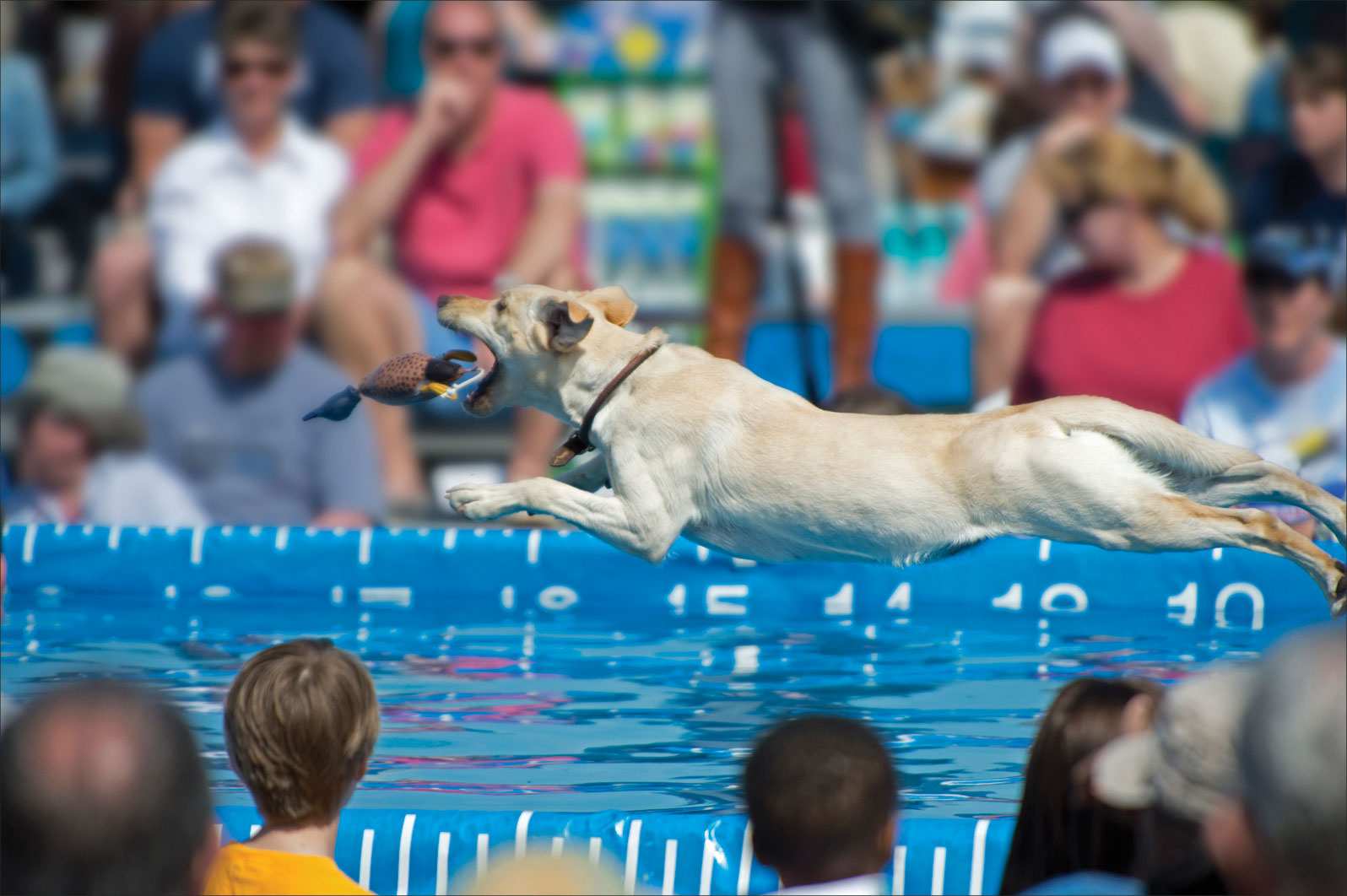 competitive dock diving for dogs