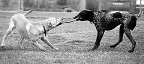 labrador and pointer