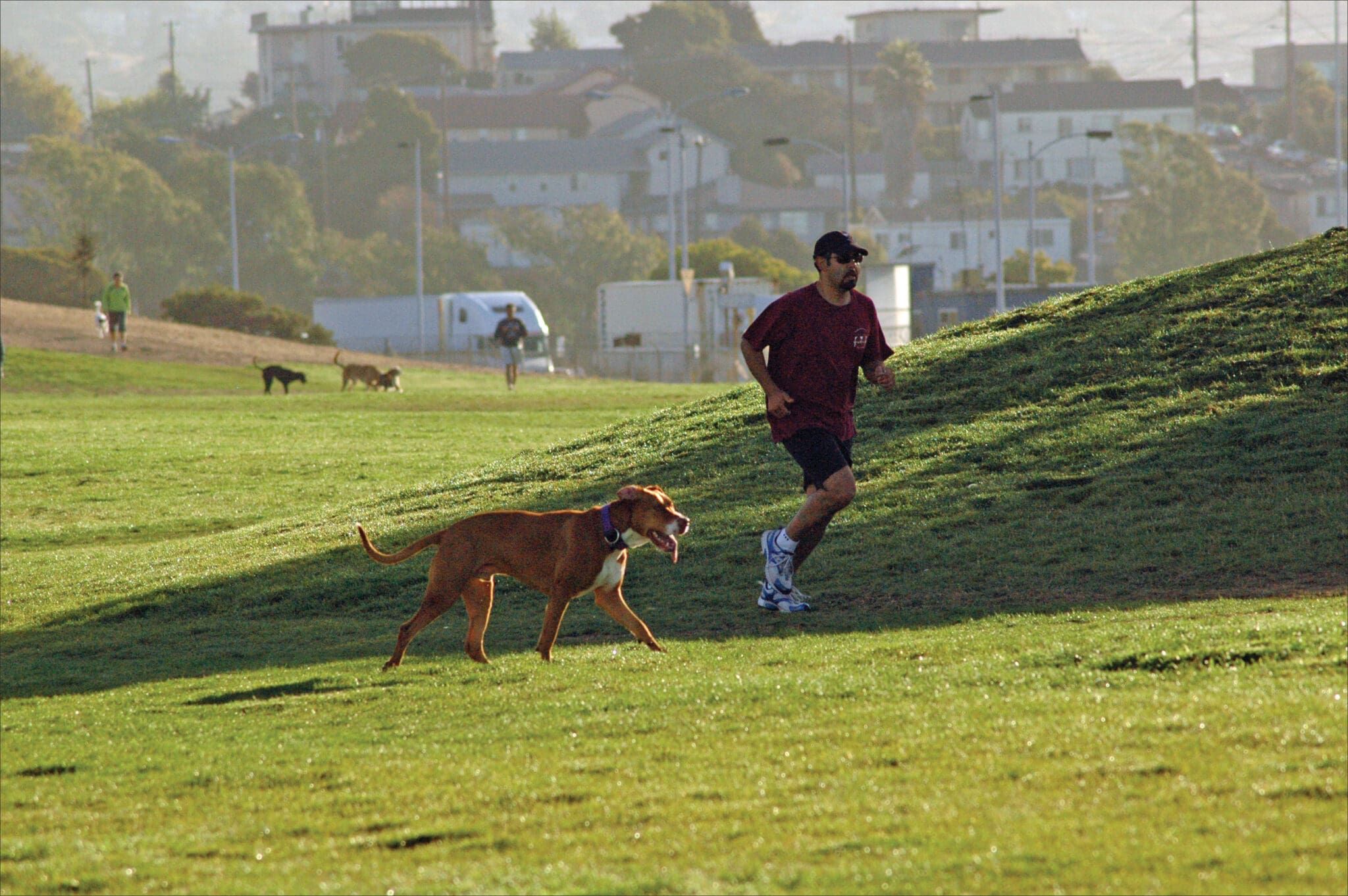 dog exercising