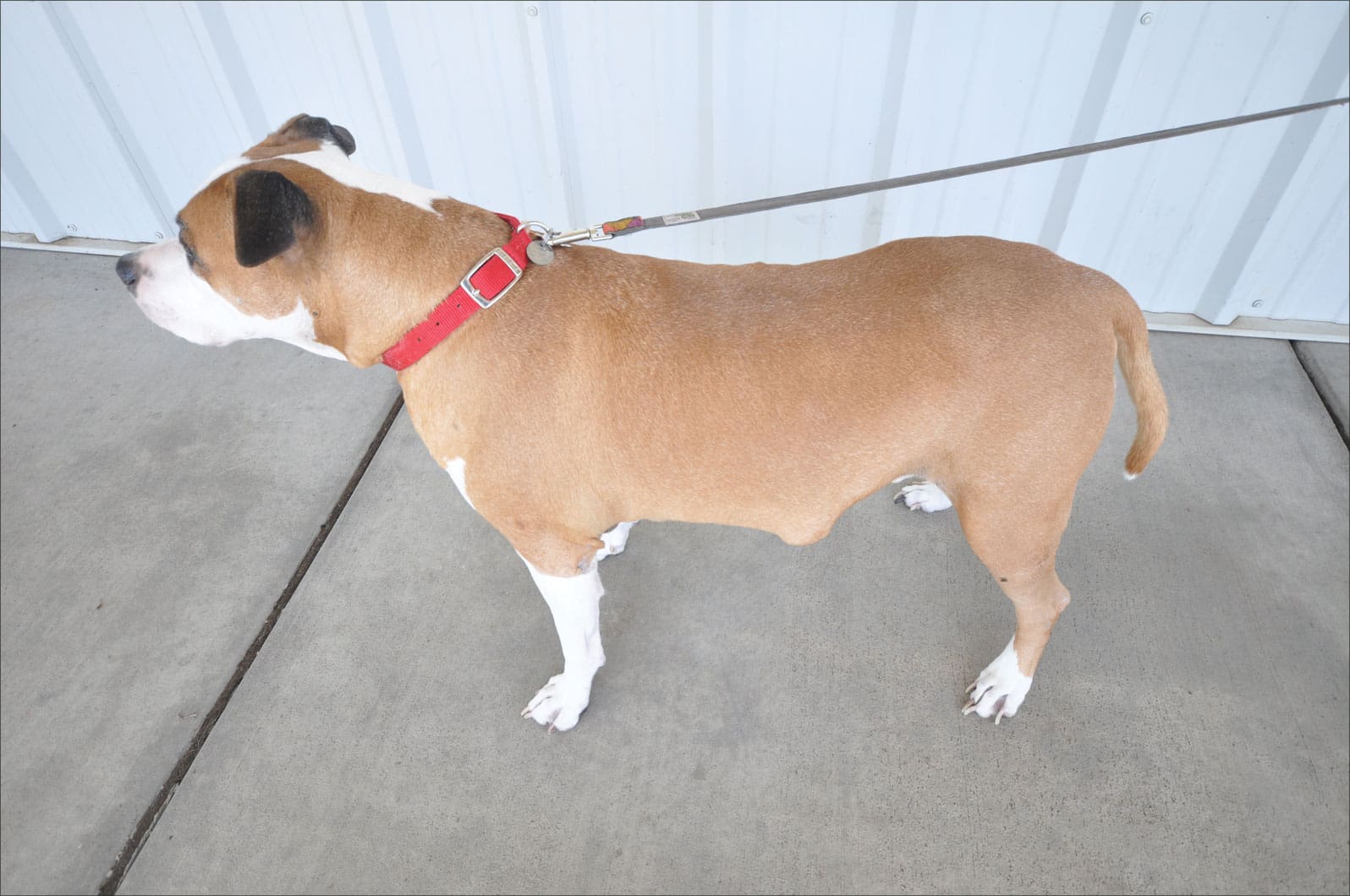 dog with large tumor