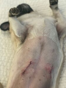 dog after mast cell tumor removal surgery