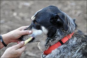 brushing a dog's teeth