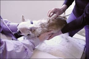 Pain Relief for Dogs