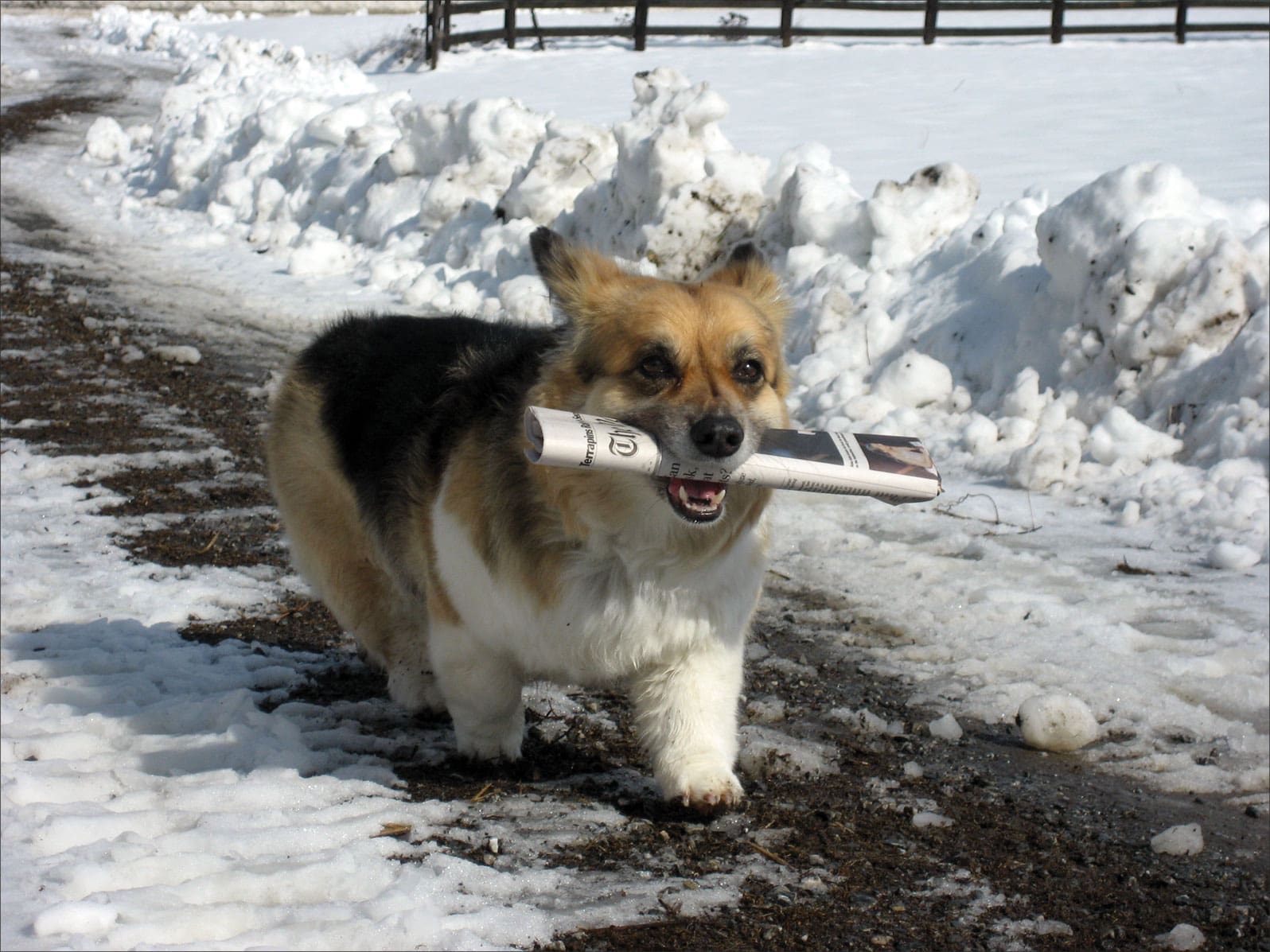 corgi getting newspaper