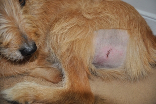 Canine Injury