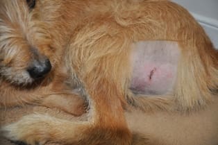 Canine Injury