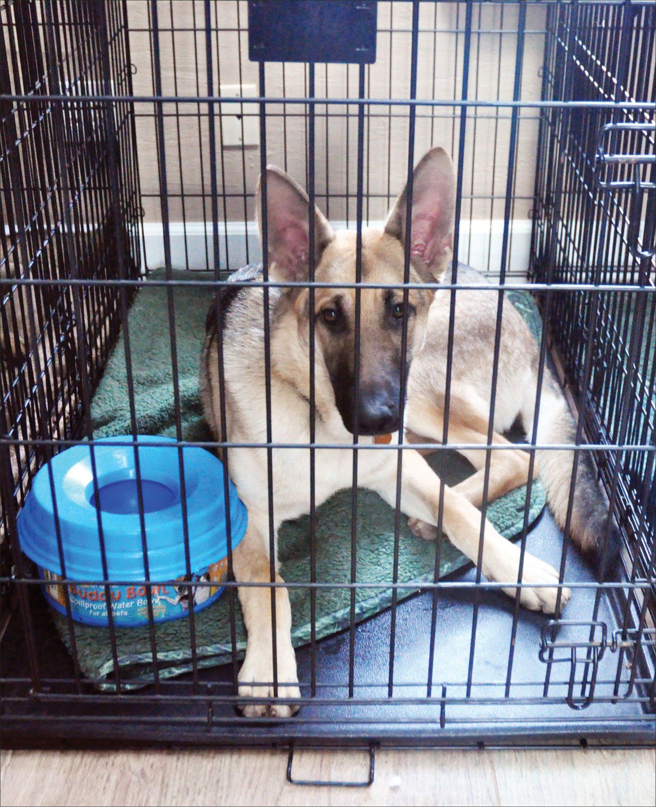 Crate Training To Keep Your Dog Content - Whole Dog Journal