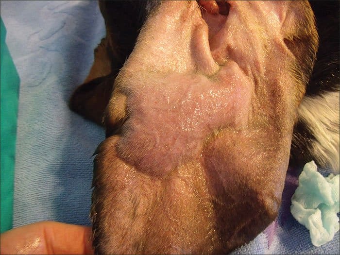 dog ear hematoma