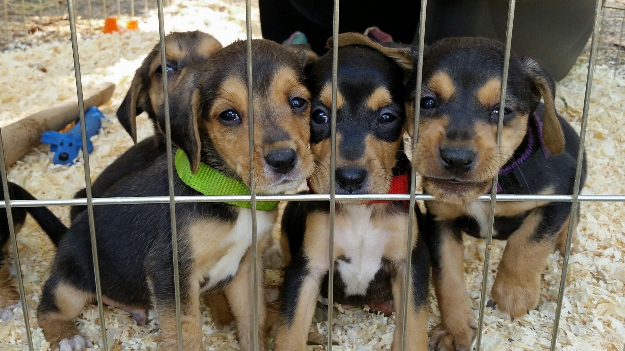 Fostering Puppies Whole Dog Journal