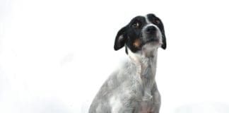 Can stress in pregnancy affect dogs?