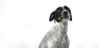 Can stress in pregnancy affect dogs?