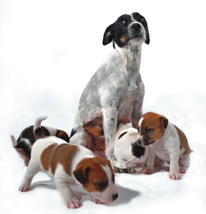 Can stress in pregnancy affect dogs?