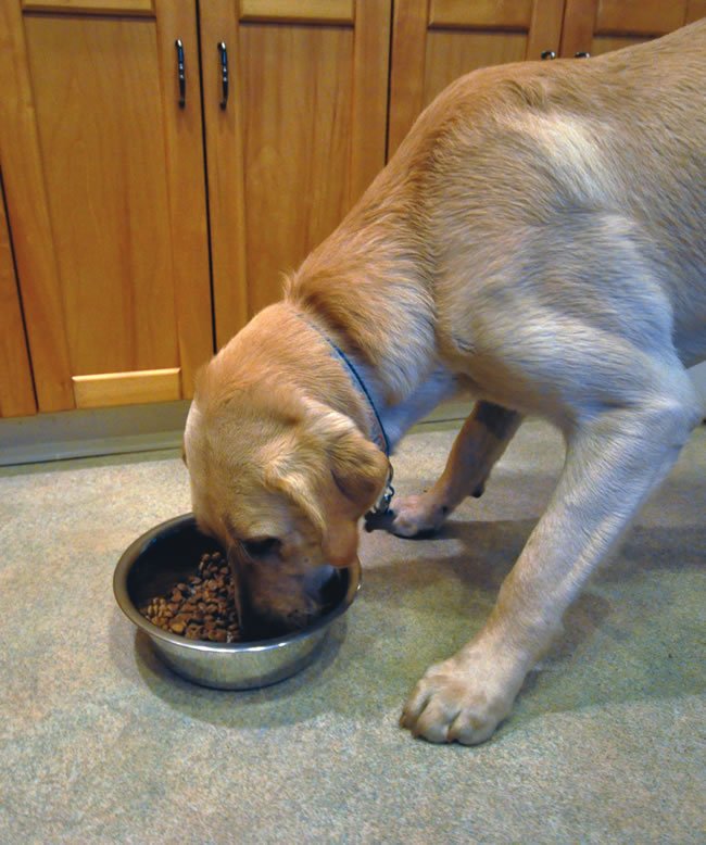 dog eating in kitchen