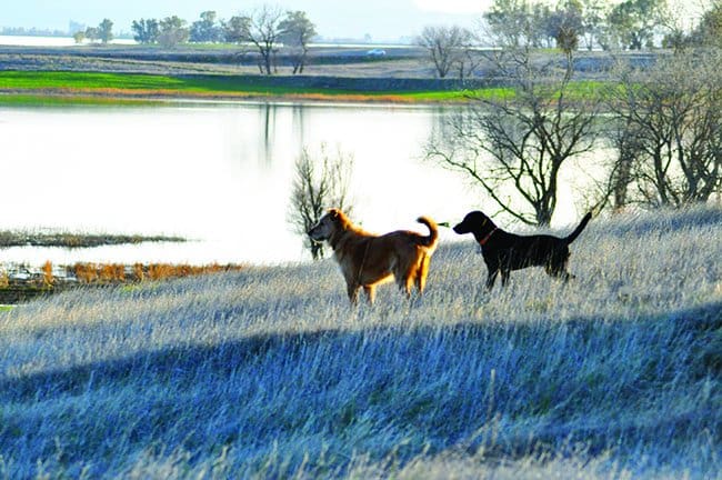 dogs exposed to mosquitoes