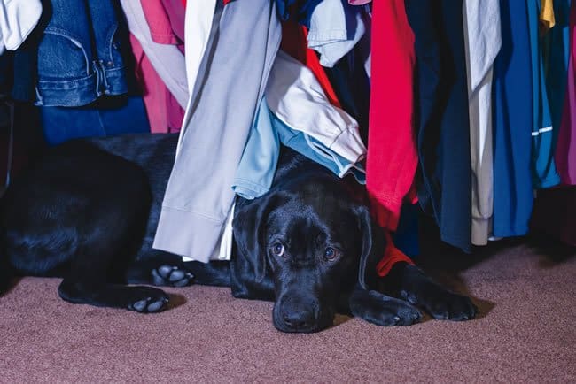 dog hiding from thunder