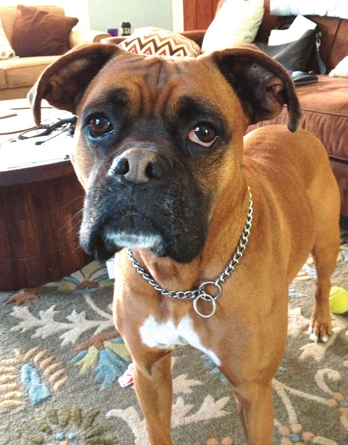 boxer with partial paralysis from car accident