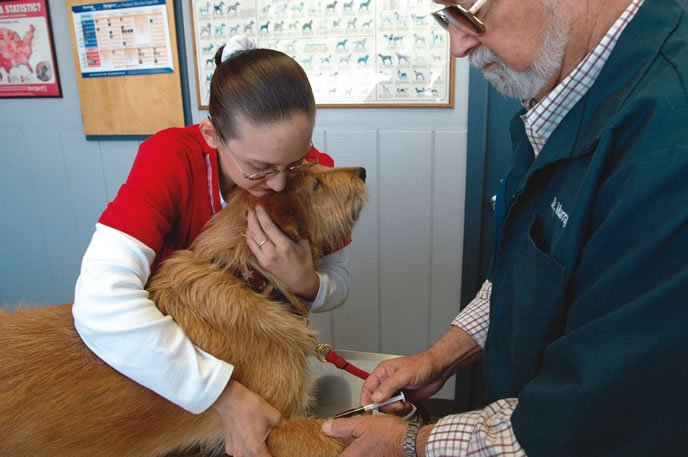 dog getting blood test