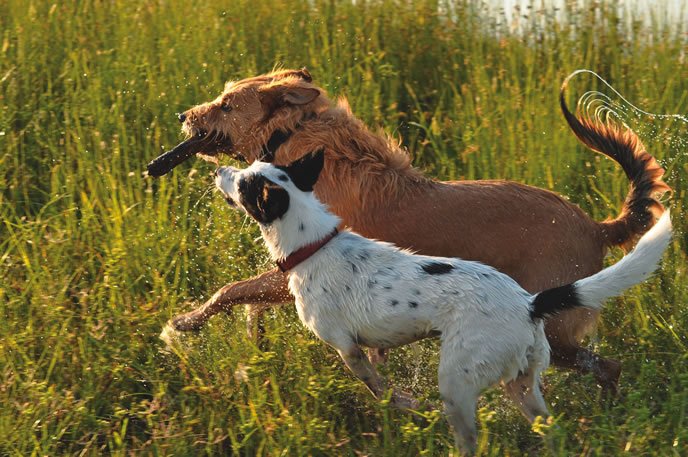 active dogs playing