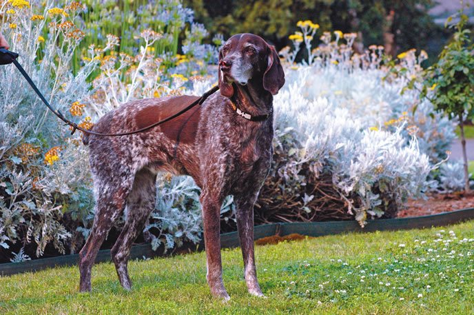 old german shorthaired pointer