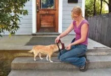 How to put a harness on a dog.