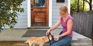 How to put a harness on a dog.