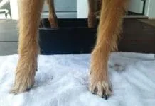 dirty dog paws