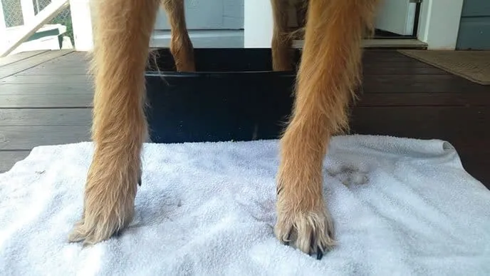 dirty dog paws
