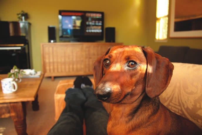 daschund on the couch