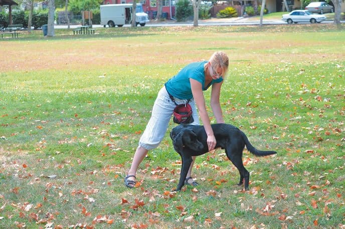 active dog warm ups