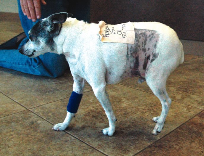 dog after surgery