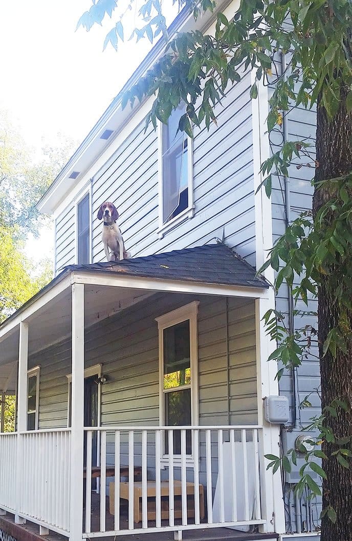 dog on the roof