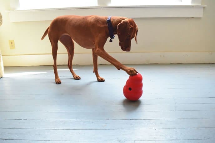 Kong Wobbler dog food "bowl"