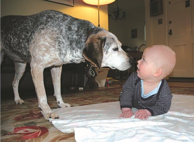 Dog and deals new baby