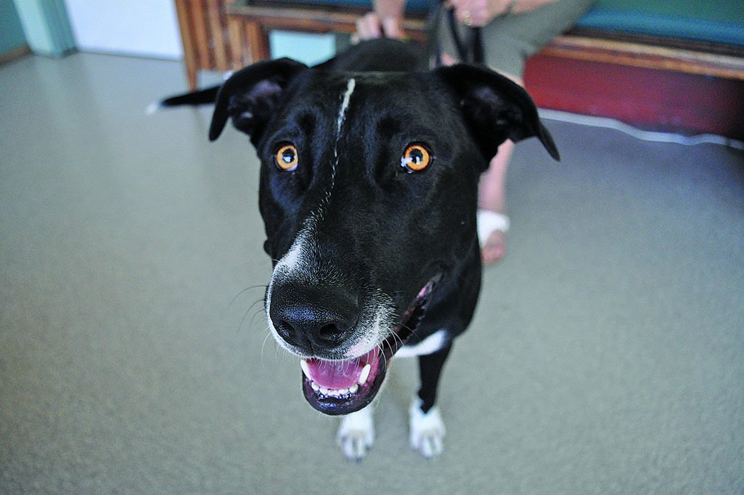 a happy dog at the veterinary clinic