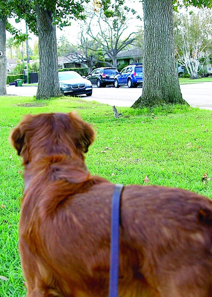 dog watching squirrel