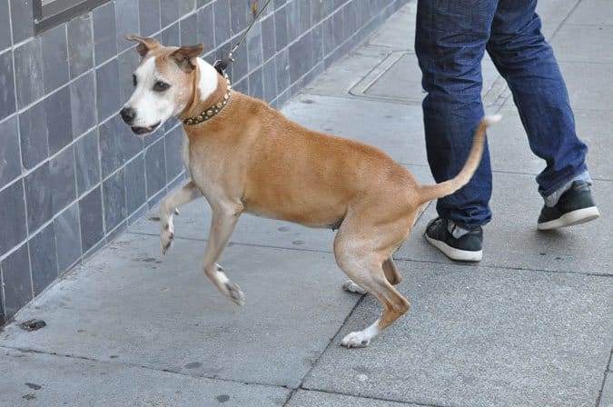 Dog Pulling on Leash