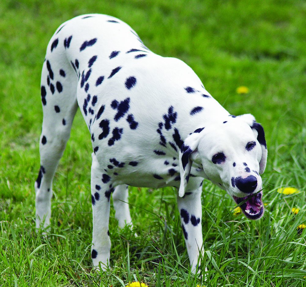 dalmatian eating grass