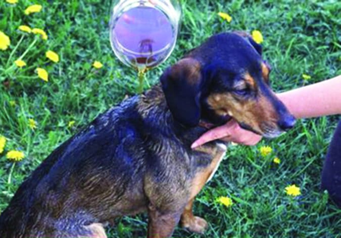 dog getting rose hip rinse