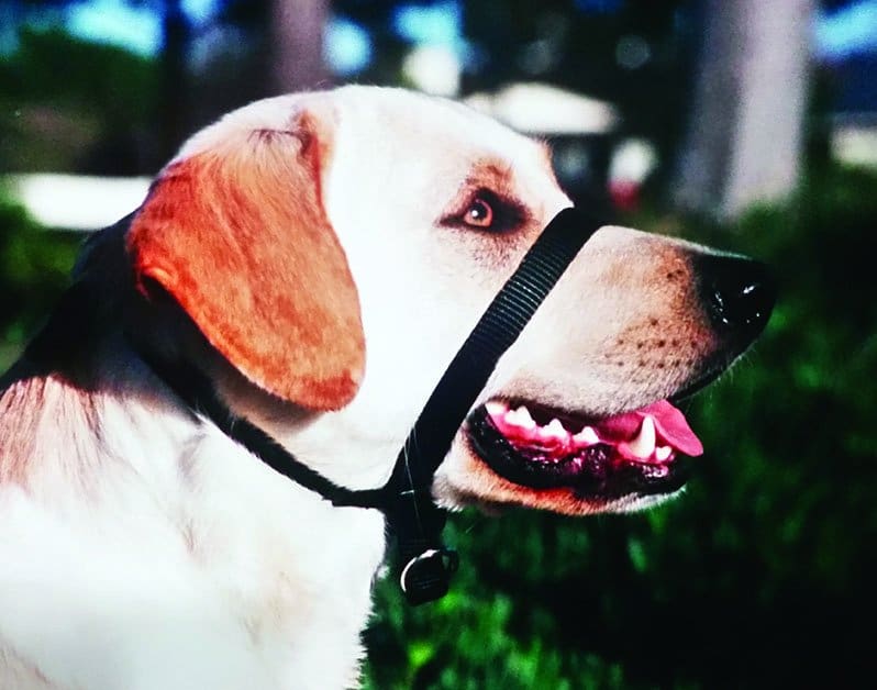 dog collar head halter