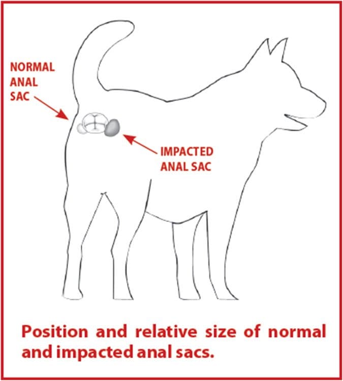 dog anal gland graphic