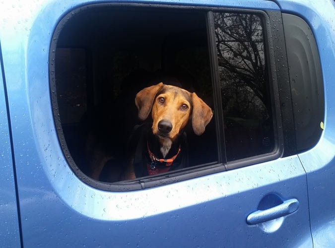Hound Looking Out Car Window